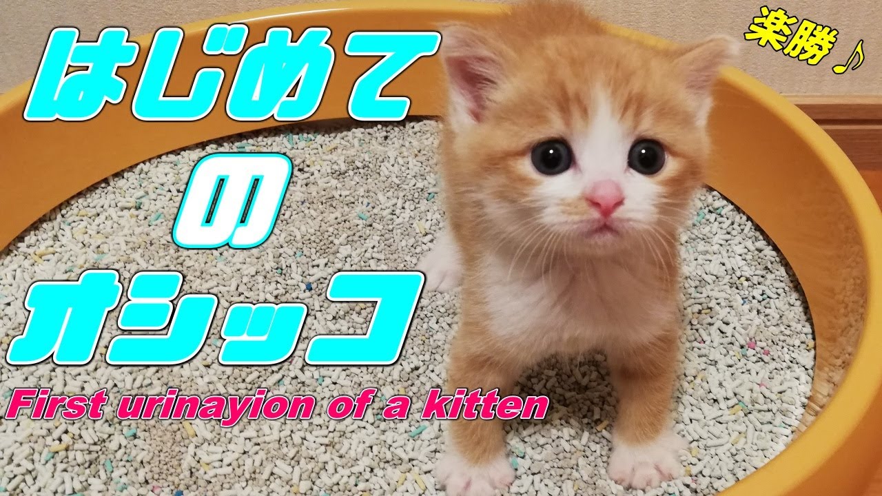 [茶トラ子猫]生まれたての子猫！可愛いすぎる初めてのトイレ（保護猫）