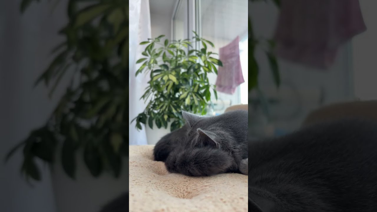 У каналі КОТЯЧІ БУДНІ відбувається прямий ефір.