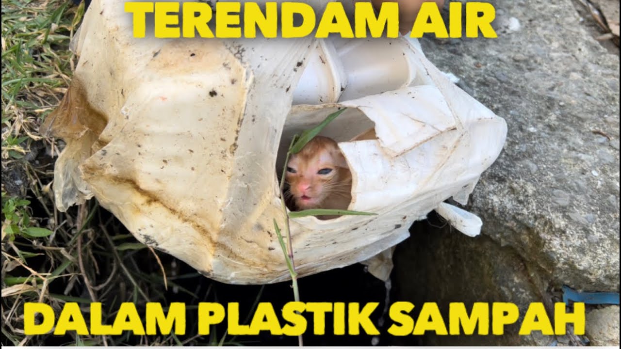 NANGIS BANGET ANAK KUCING DALAM PLASTIK SAMPAH TERENDAM AIR