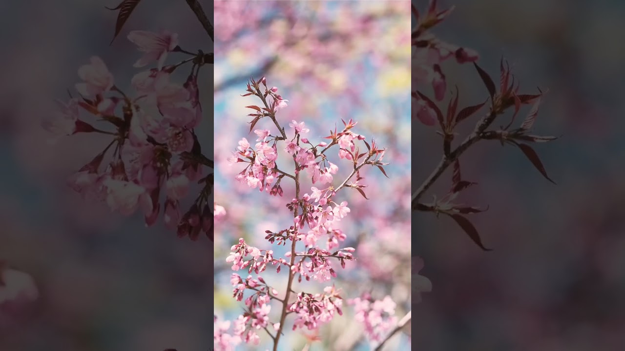 #calmingsounds #relaxingsounds #springtime #springmusic