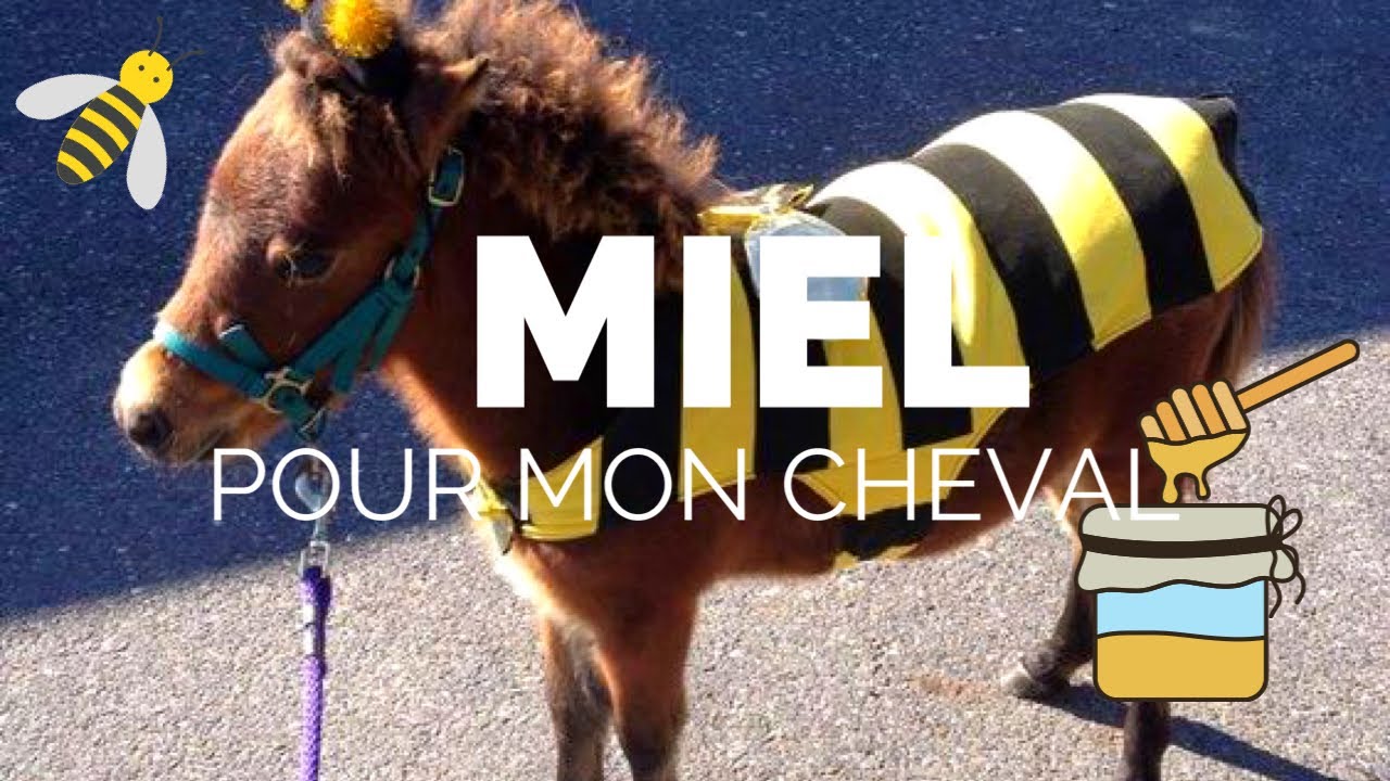 LES BIENFAITS DU MIEL POUR LE CHEVAL - (