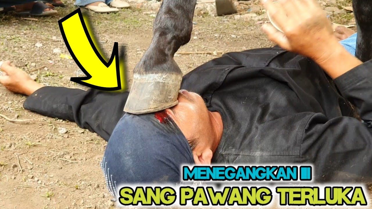 kuda renggong - Atraksi kuda silat reva oday putra