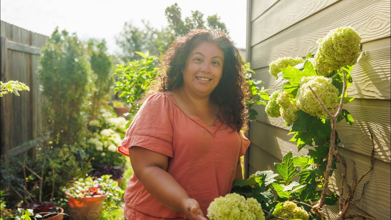 Growing Hydrangeas in the Deep South