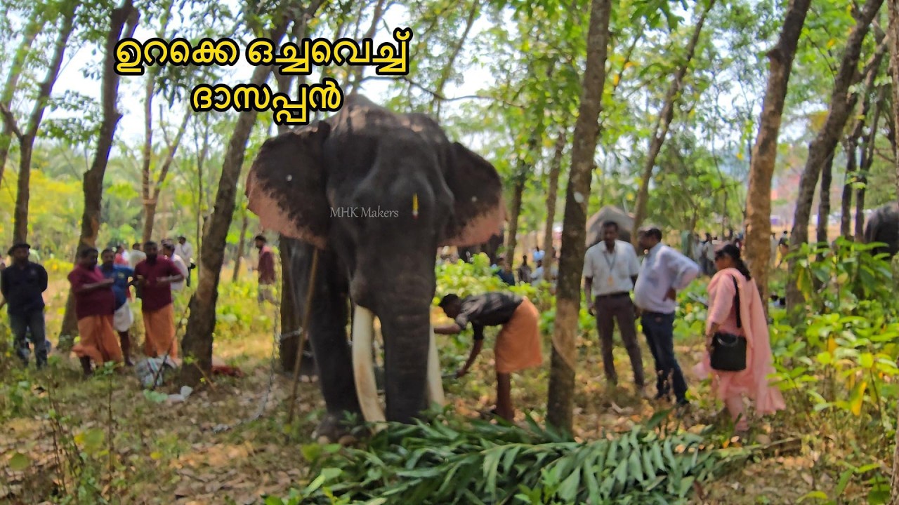 ദാസപ്പൻ ഉറക്കെ ഒച്ച വെച്ചു | തെച്ചിക്കോട്ടുകാവ് ദേവീദാസൻ Thechikottukavu Devidasan #mhkmakers