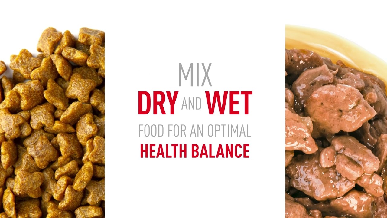 ROYAL CANIN&reg; Mini Adult morsels in gravy