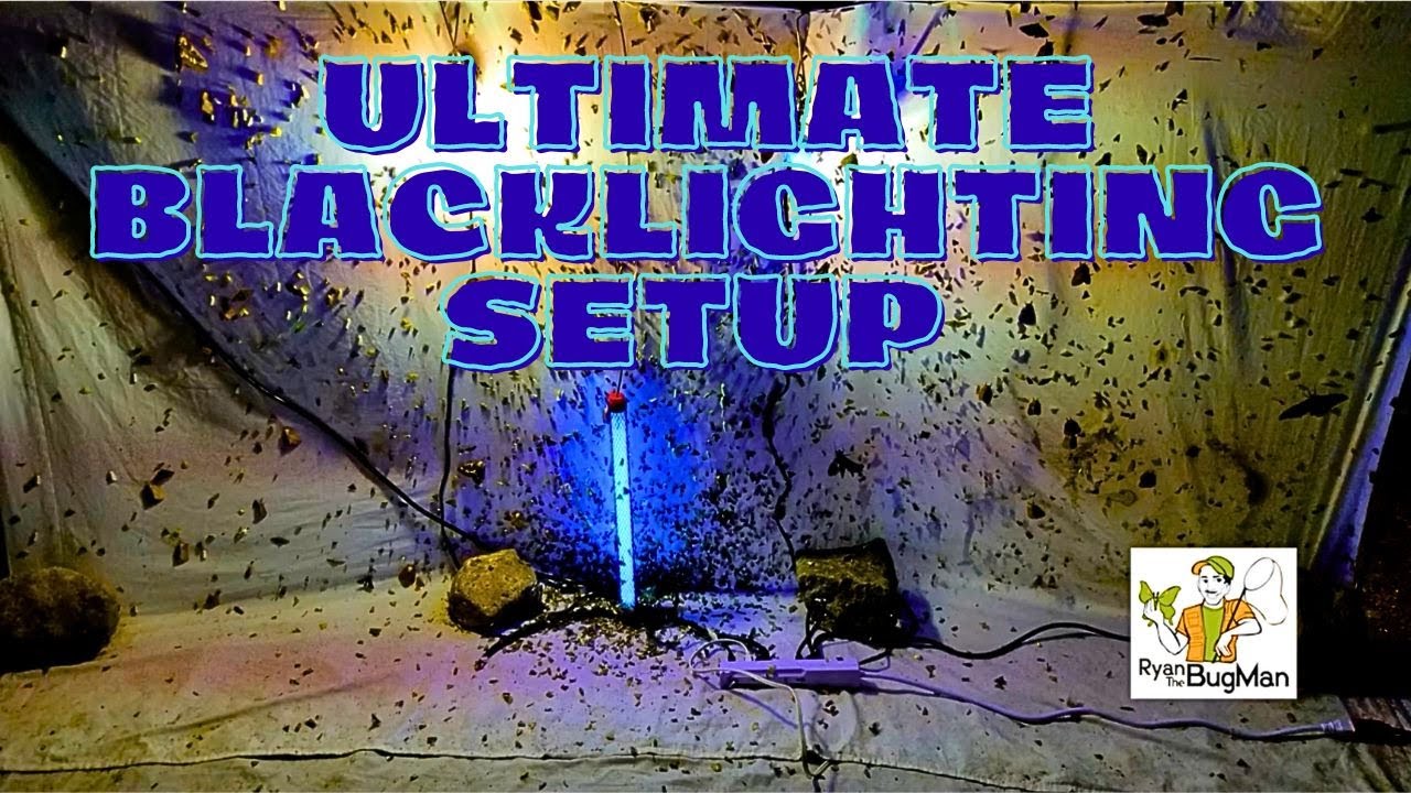 The ULTIMATE BLACKLIGHTING SETUP TO COLLECT INSECTS