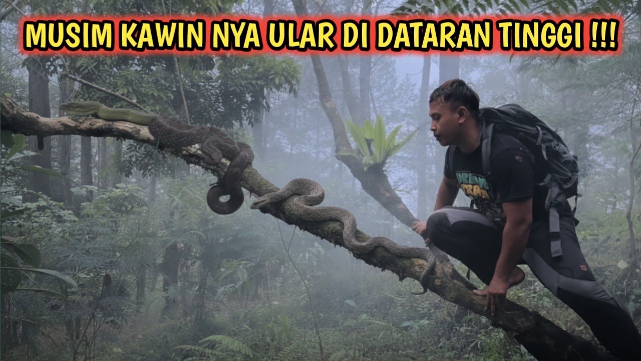 HEBOH‼️ Saya Temukan Sarang Ular Lagi Kawin di Dataran Tinggi‼️ Hampir Dis3rang‼️