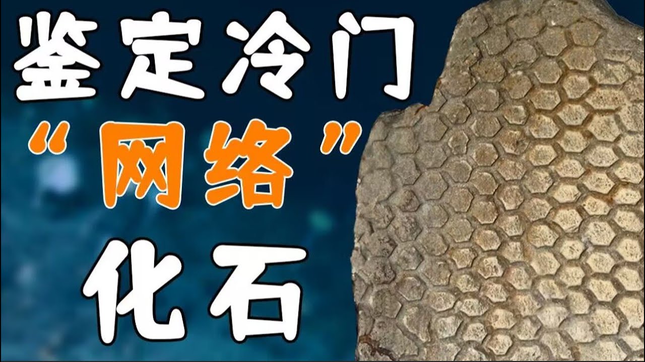 【鬼谷说】是什么&ldquo;化石&rdquo;让古生物学家集体破防？