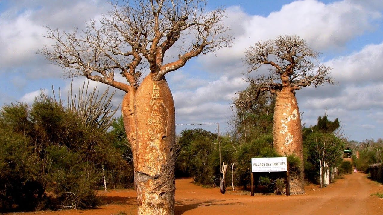 Naturjuwel Madagaskar 1
