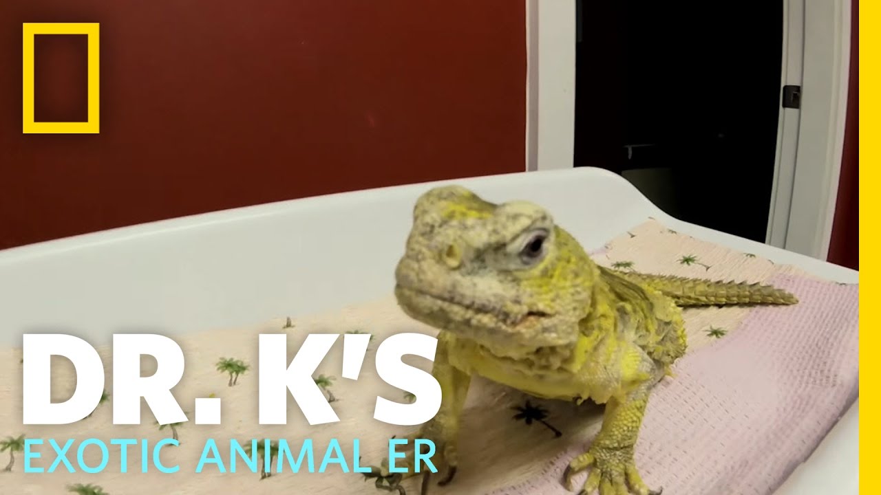 Getting Out of a Pickle | Dr. K's Exotic Animal ER
