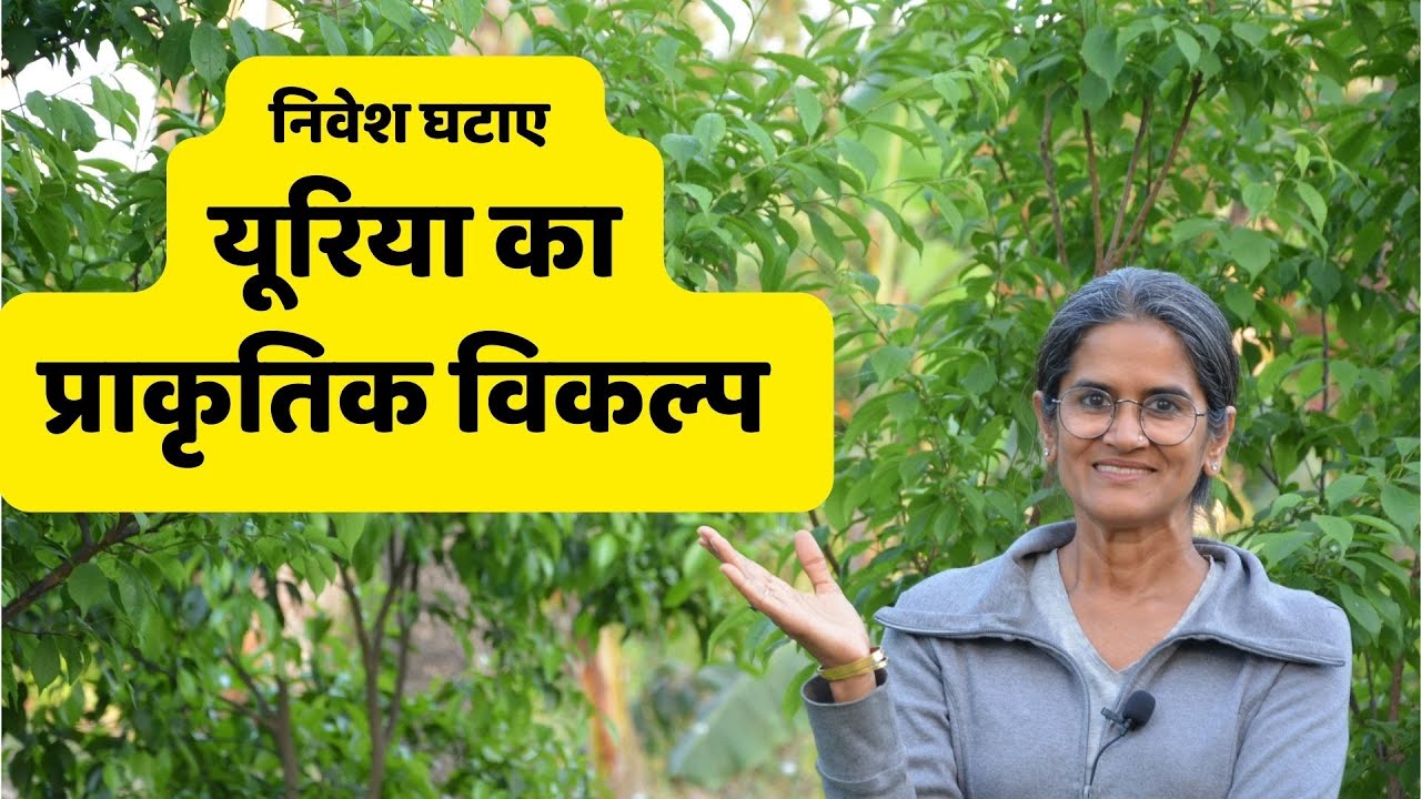 Natural source of Nitrogen | यूरिया का प्राकृतिक विकल्प - कृषि में निवेश घटाए