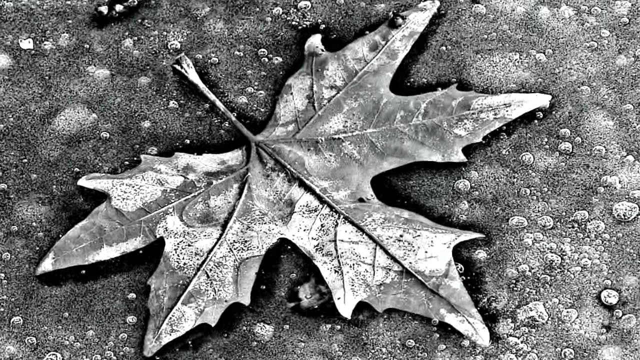 ♫ Pablo Neruda - Pido silencio (Recitada) V&D