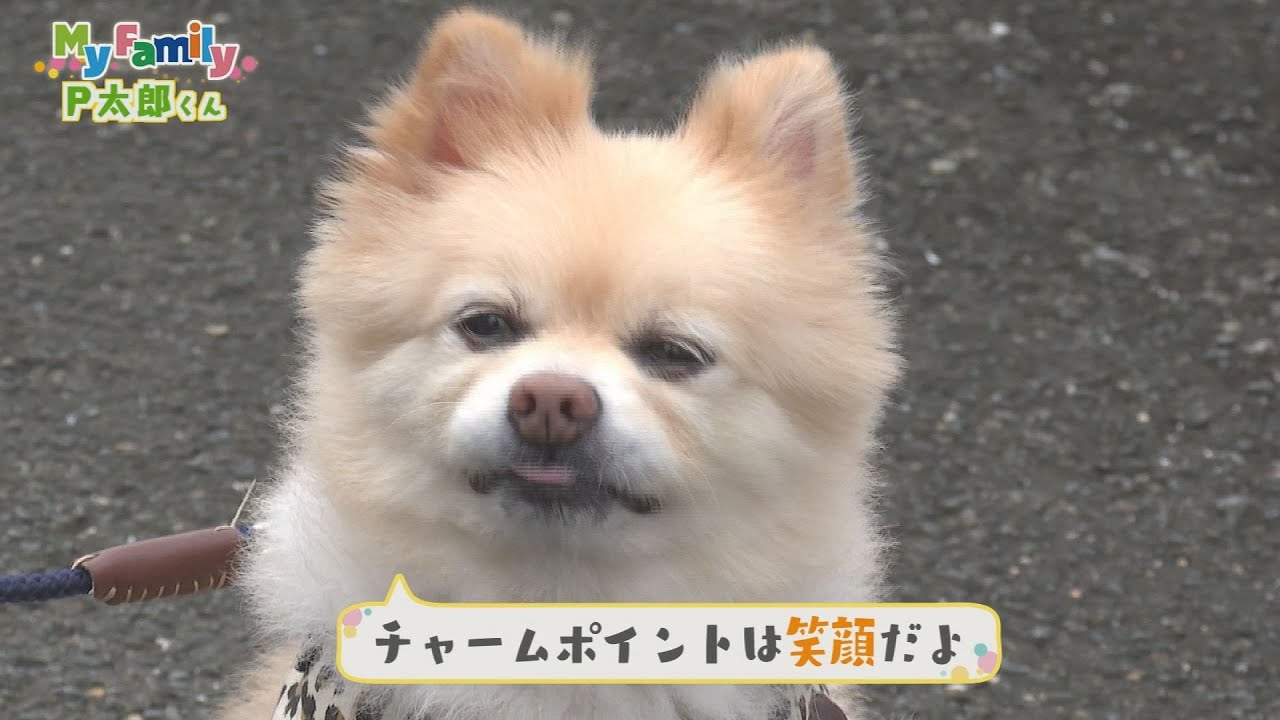 My Family ポメラニアンのP太郎くん【テレビトクシマ】