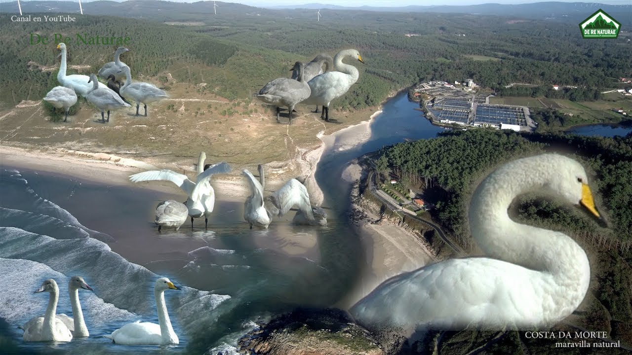 COSTA DA MORTE. CISNE CANTOR: cita en la ría de Lires y algo más