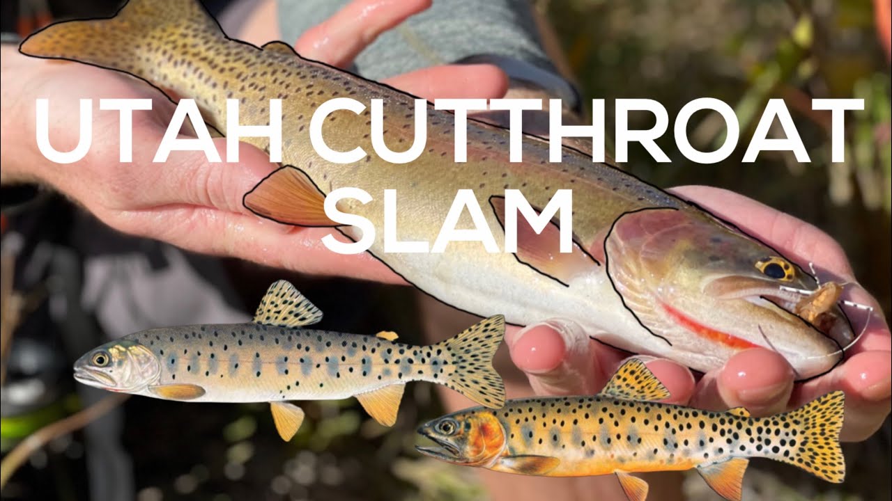 UTAH CUTTHROAT SLAM, BONNEVILLE & COLORADO RIVER CUTTHROAT, SPECIES 2 & 3 of 4