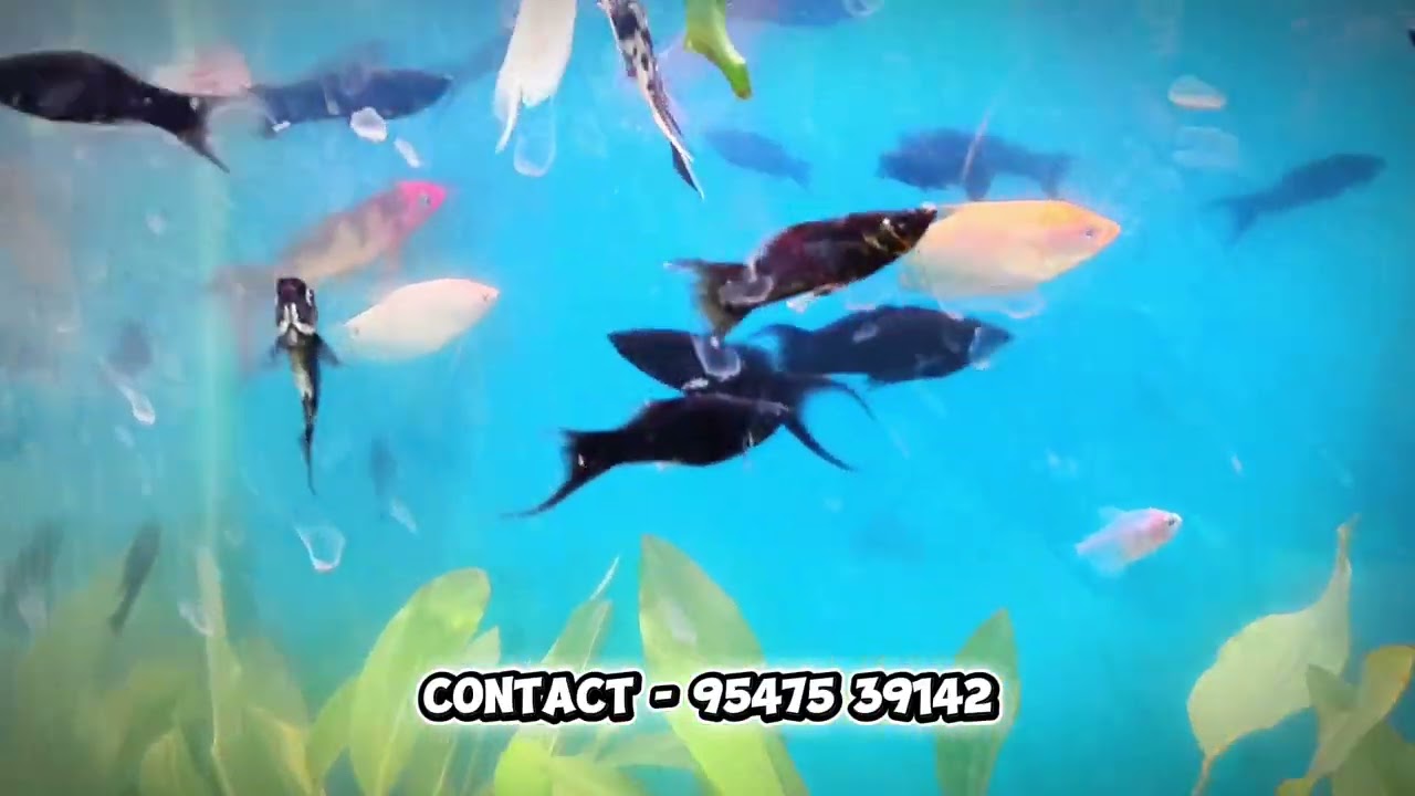 15th dec stock update of HOBBY NIGAM ,siliguri imported quality fish#aquariumfishmarket #arowanafish