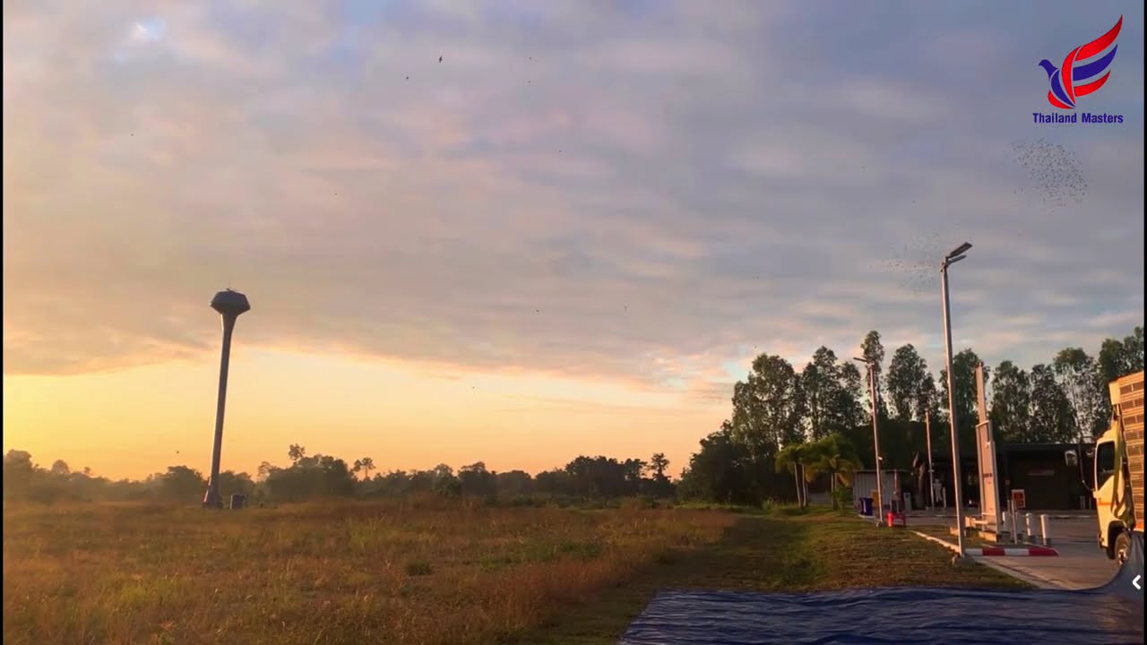 250 Km - Ace Pigeon #2