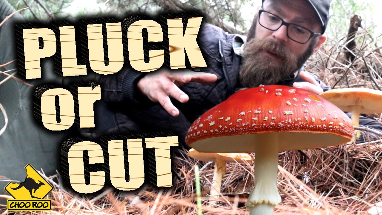 Mushroom foraging MYTHS BUSTED