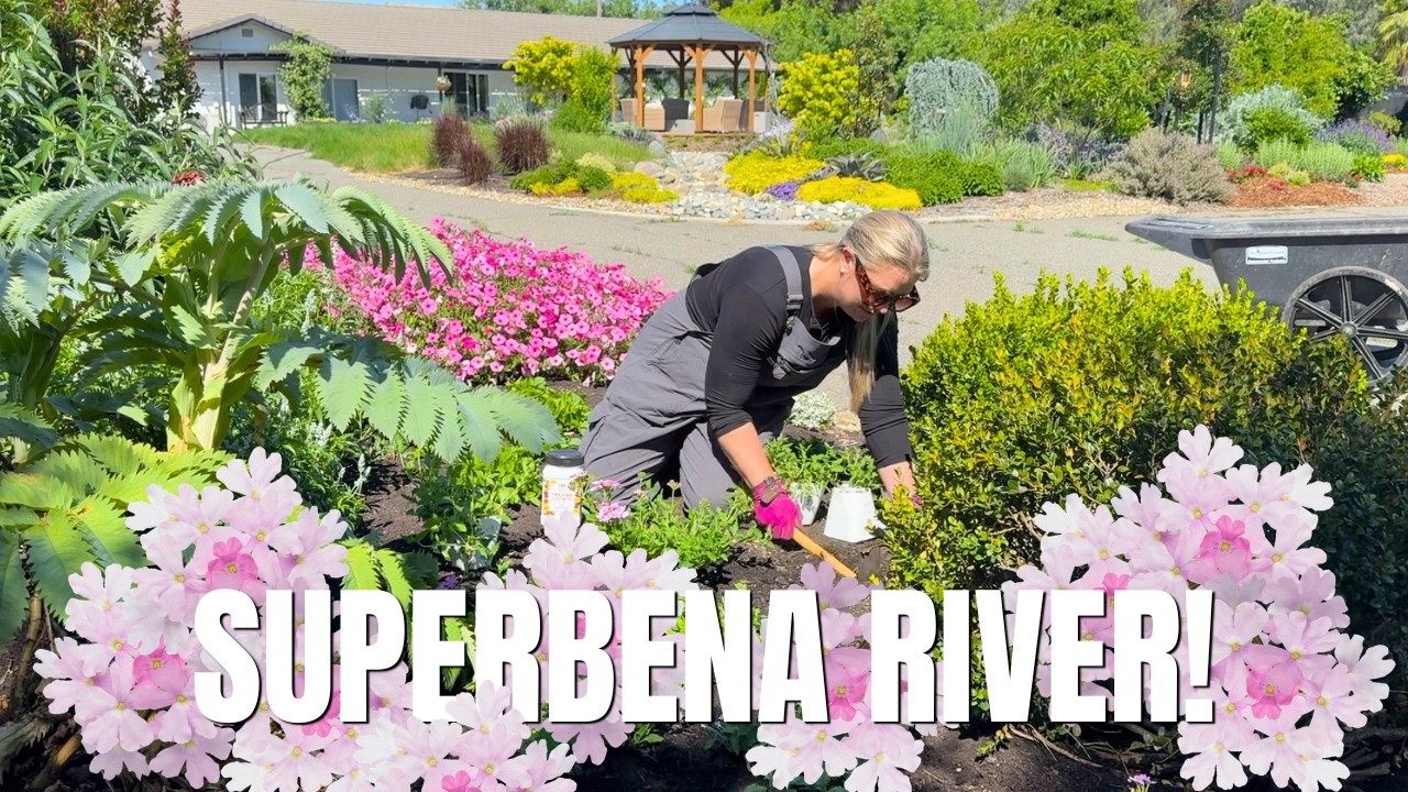 Planting a River of Pink in My Garden 🌸 Superbena Pink Cashmere