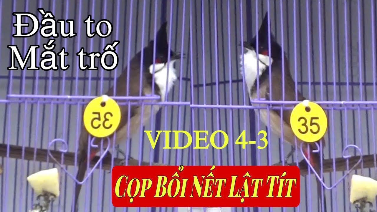CỌP CHIẾN - NẾT LẬT TÍT MÙ - BỔI VIP ĐẦU TO MẮT TRỐ / THANH LÝ BỔI NẾT HAY 700K 