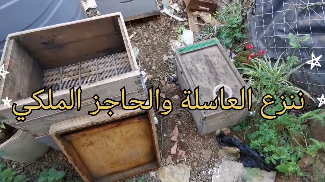 تقسيم طرود النحل بإستخدام الحاجز الملكي // منحل أمين ولدسعيد الجزائر