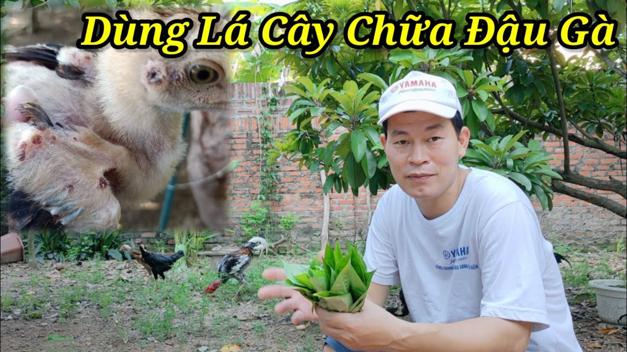 Trị Bệnh Đậu Cho Gà Bằng Thảo Dược