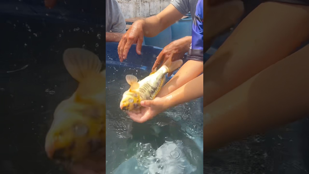 PESQUE E SOLTE 😂🤣 #shortsvideo #shorts #youtubercreatorawards