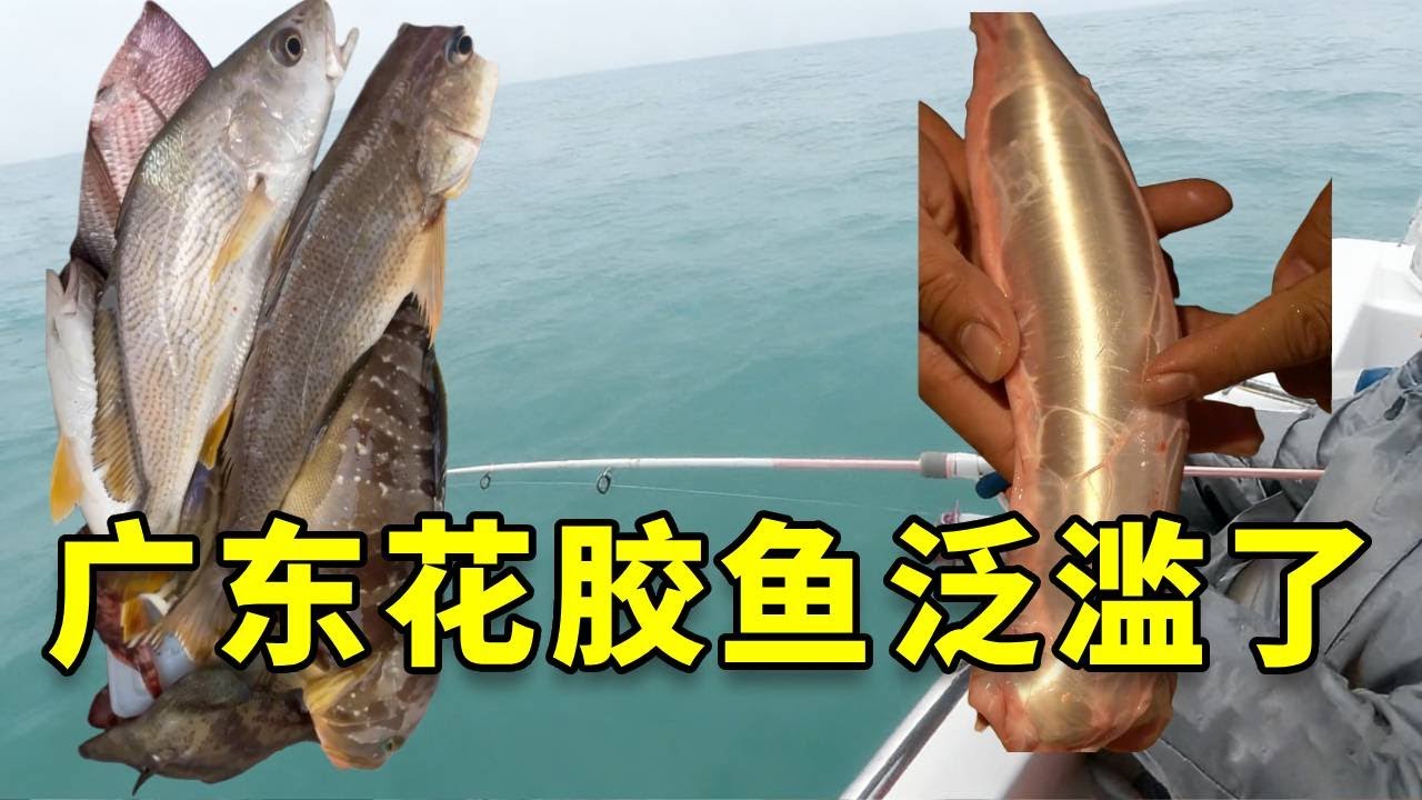 听钓友说广东最近来了一品珍贵的花胶鱼群，我和女友火速赶往广东包船出海一探究竟！ #大豪夫妇 #fishing #大魚 #戶外