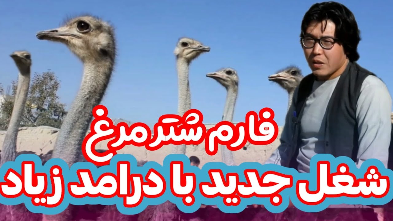فارم شترمرغ؛ شغل جدید با درامد زیاد| آیا آب و هوای بهسود برای فارم شتر مرغ مناسب است؟پس بیننده باشید