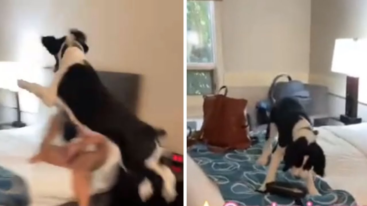Dog gets super excited about spending the night in a hotel room #shorts