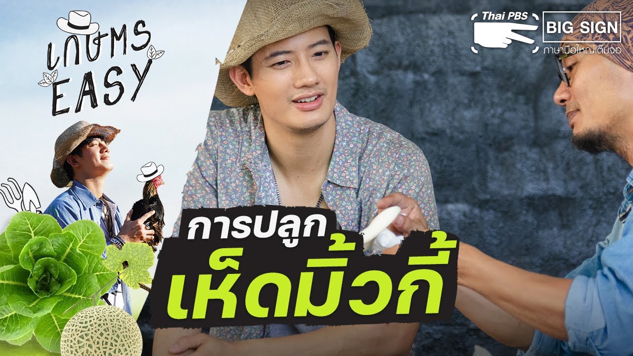 การปลูกเห็ดมิ้วกี้ | เกษตร อีซี่