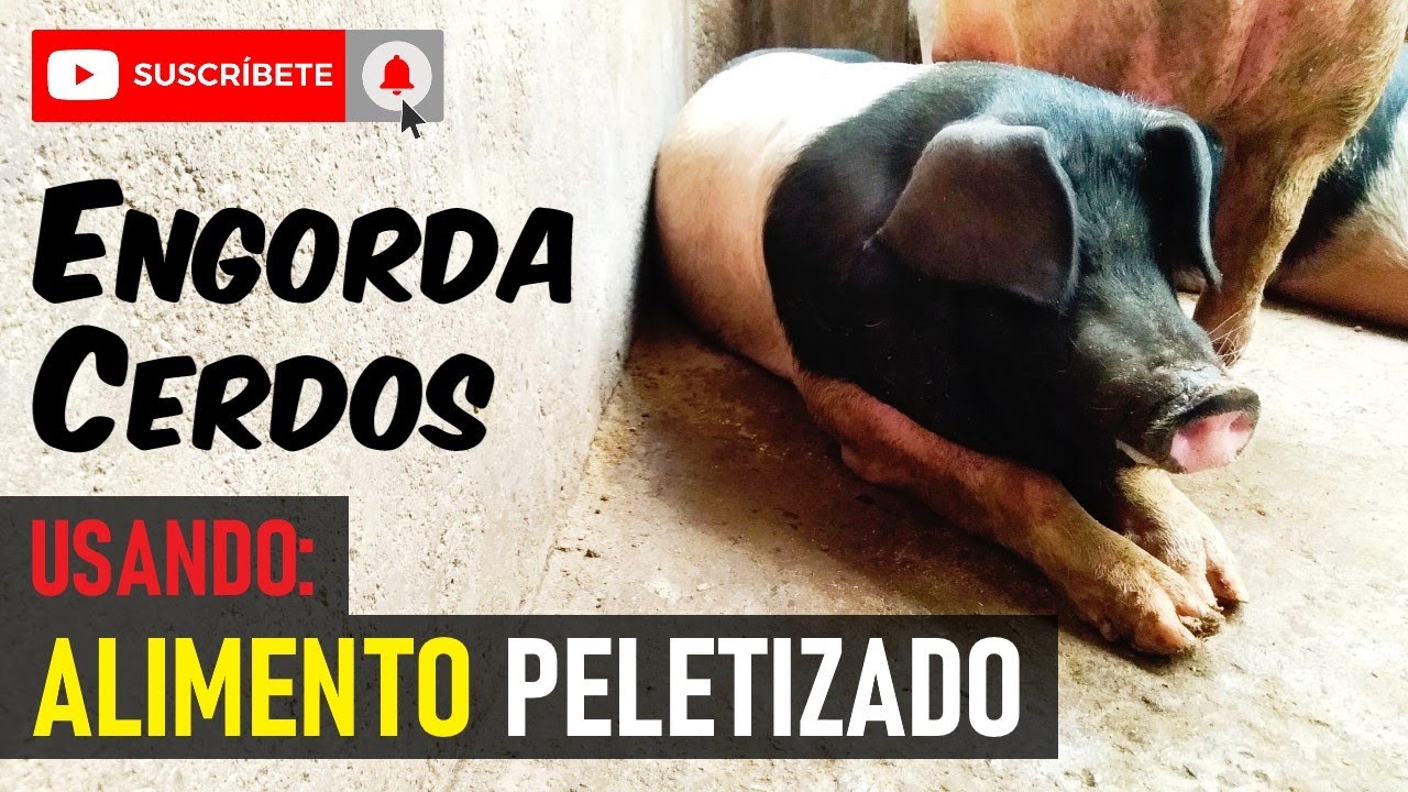 ENGORDAR CERDOS con ALIMENTO PELETIZADO