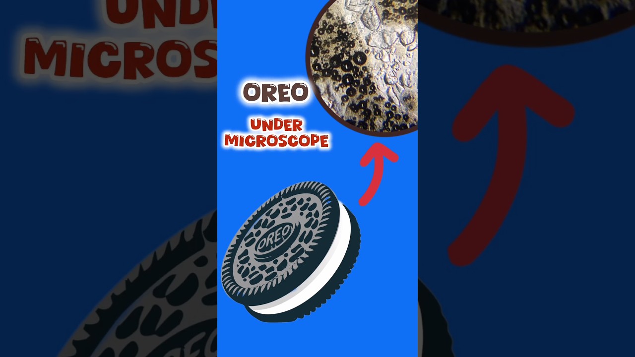 OREO Cookies under microscope 🤯 | #closeup #shorts #biscuit #zoom #cookie