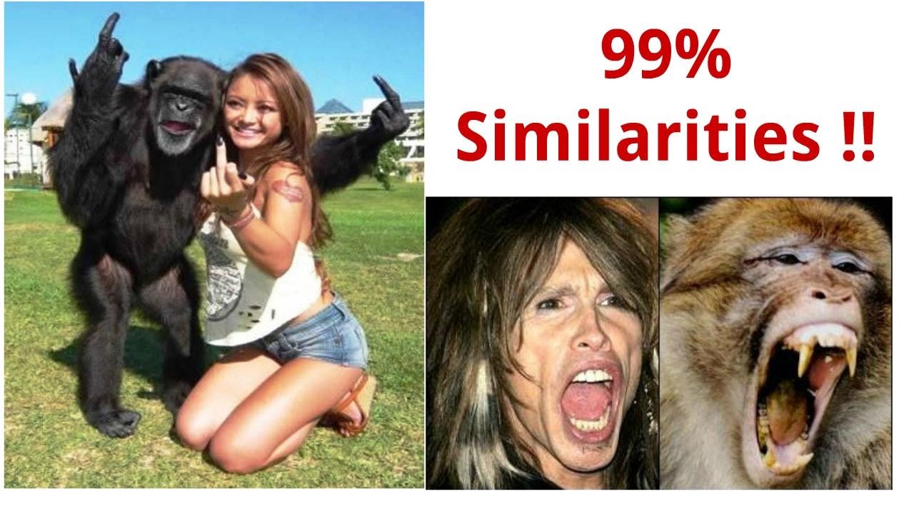 Are monkeys our ancestors? 99% DNA similarities !!!