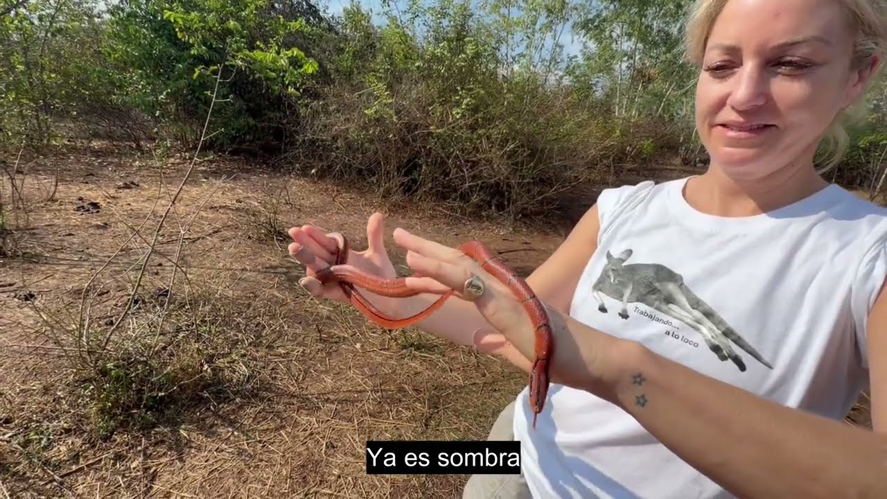 Bamboo Rat Snake Release and Cris the Corn Snake