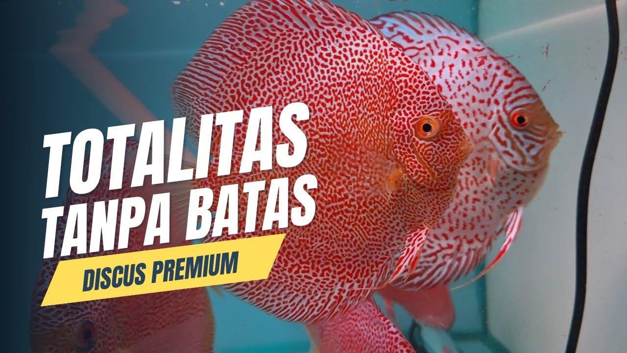 GOKILLLL !!! GAK TANGGUNG-TANGGUNG DISCUS PREMIUM DIANTER LANGSUNG OLEH BREEDERNYA