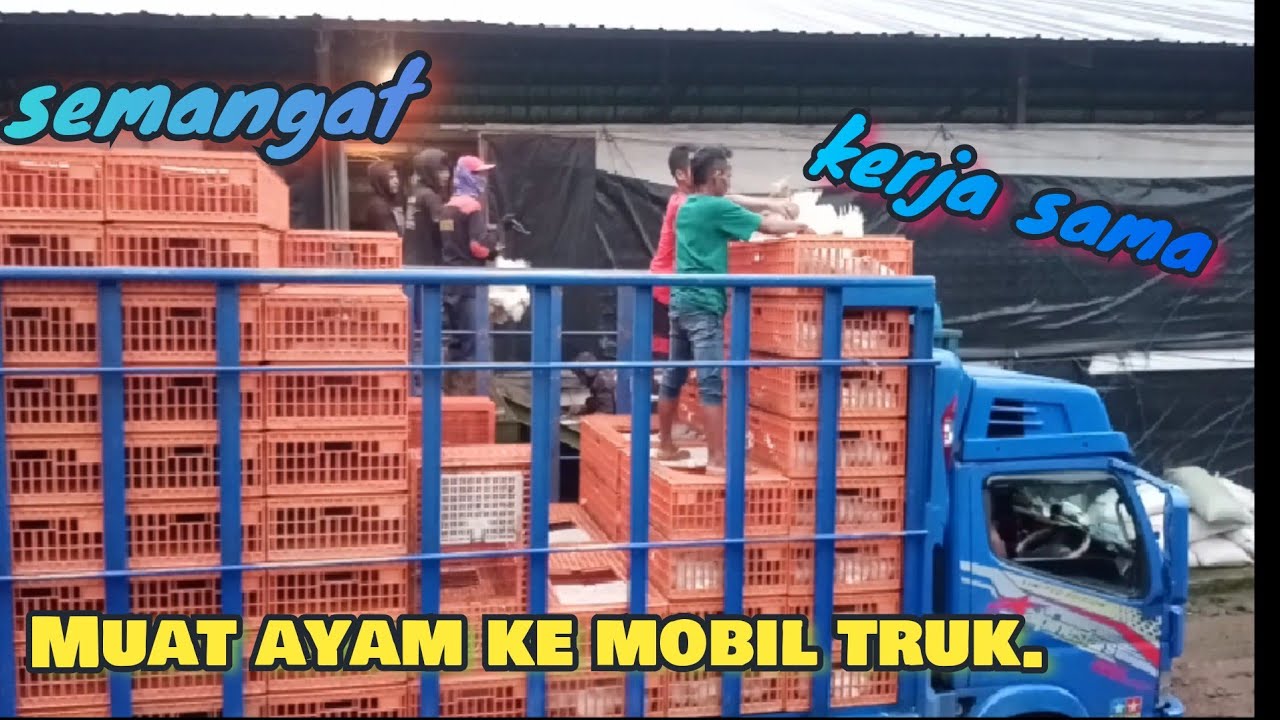 Truk ini sedang di isi muatan ayam.. || beginilah proses muat ayam ke mobil truk.