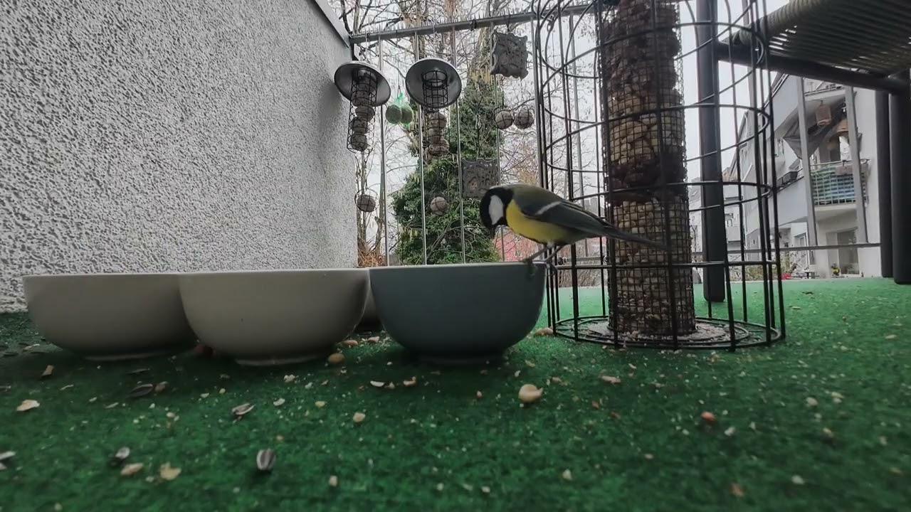 Meisen tummeln sich um Futterturm