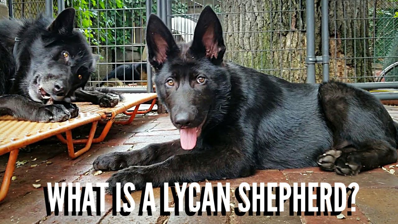 What Is A Lycan Shepherd?