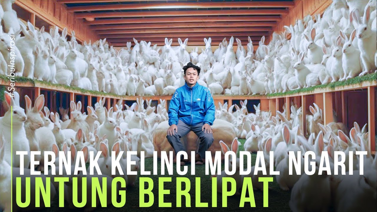 Ternak Kelinci Sistem Umbaran Bisa Jual Ratusan Ekor Perbulan