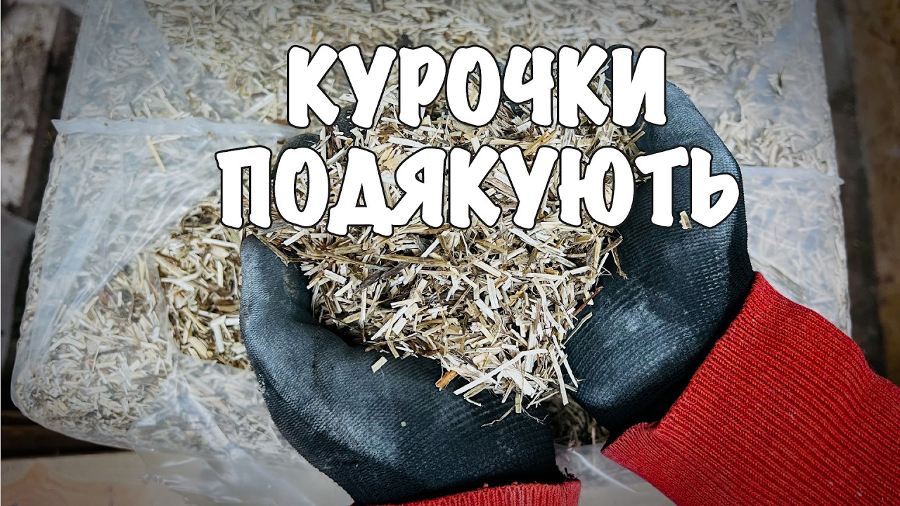 #16 Твоя ідеальна підстилка в курнику