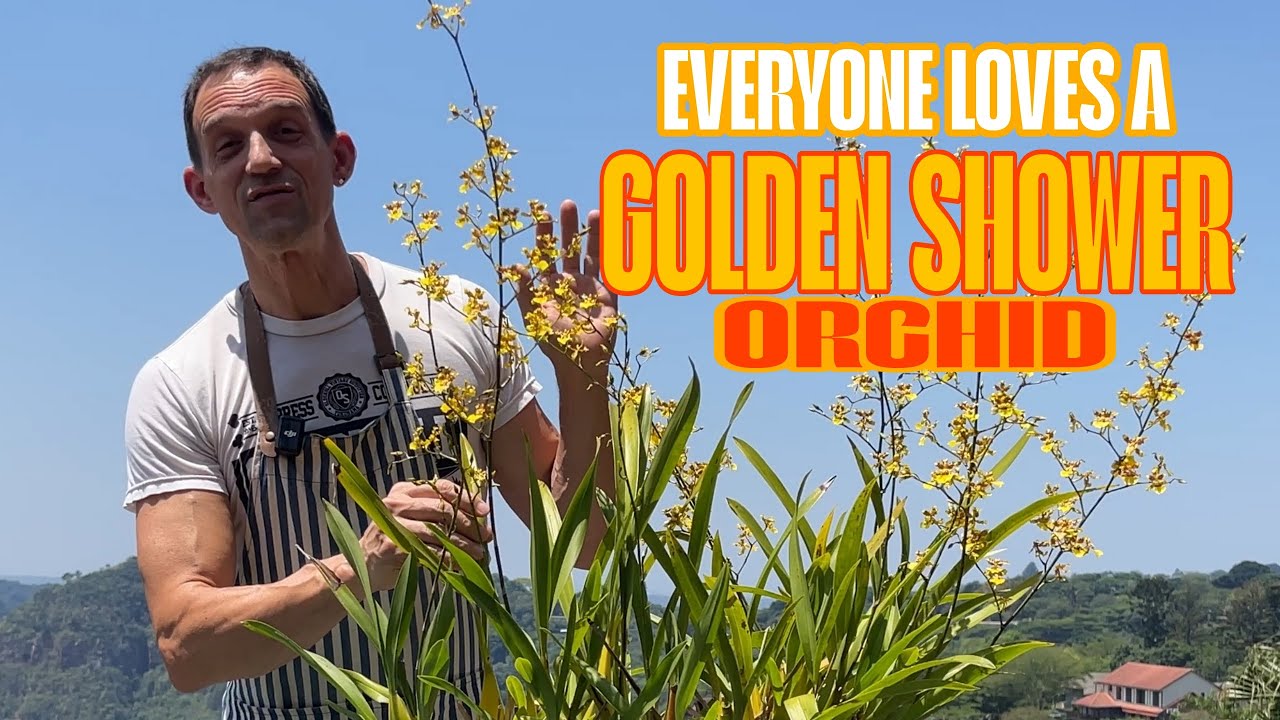 Руководство по уходу за Oncidium sphacelatum | Объяснение танцующей леди-орхидеи
