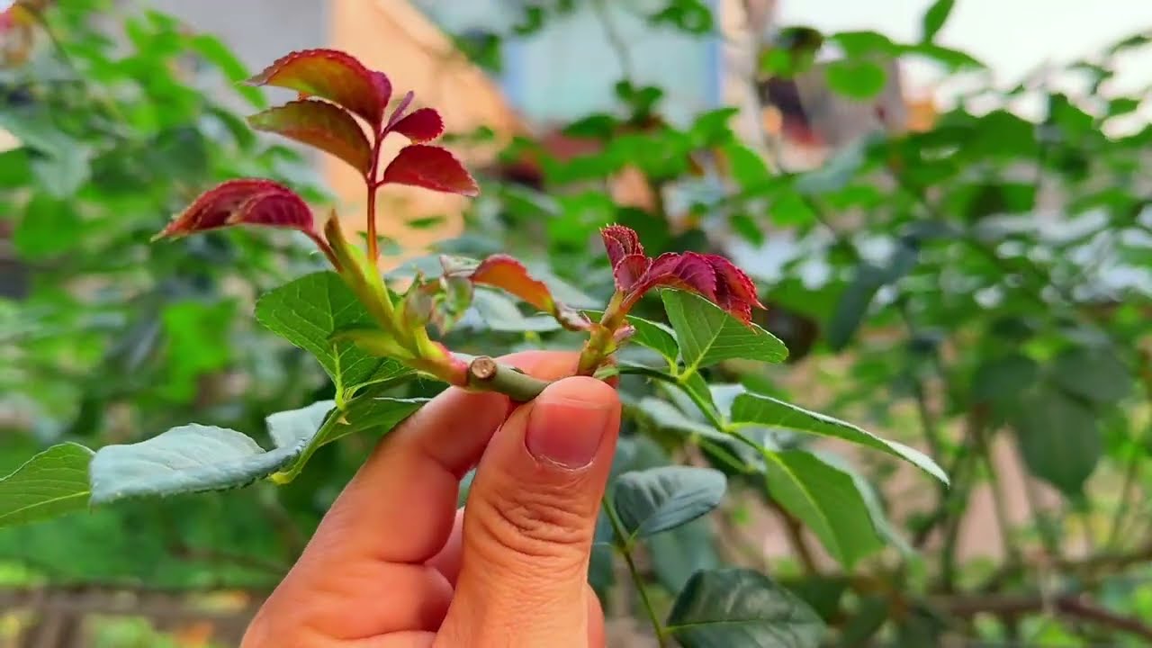 Для стимулирования роста почек на розовых кустах к Китайскому Новому году 2026 (для растений с ме...
