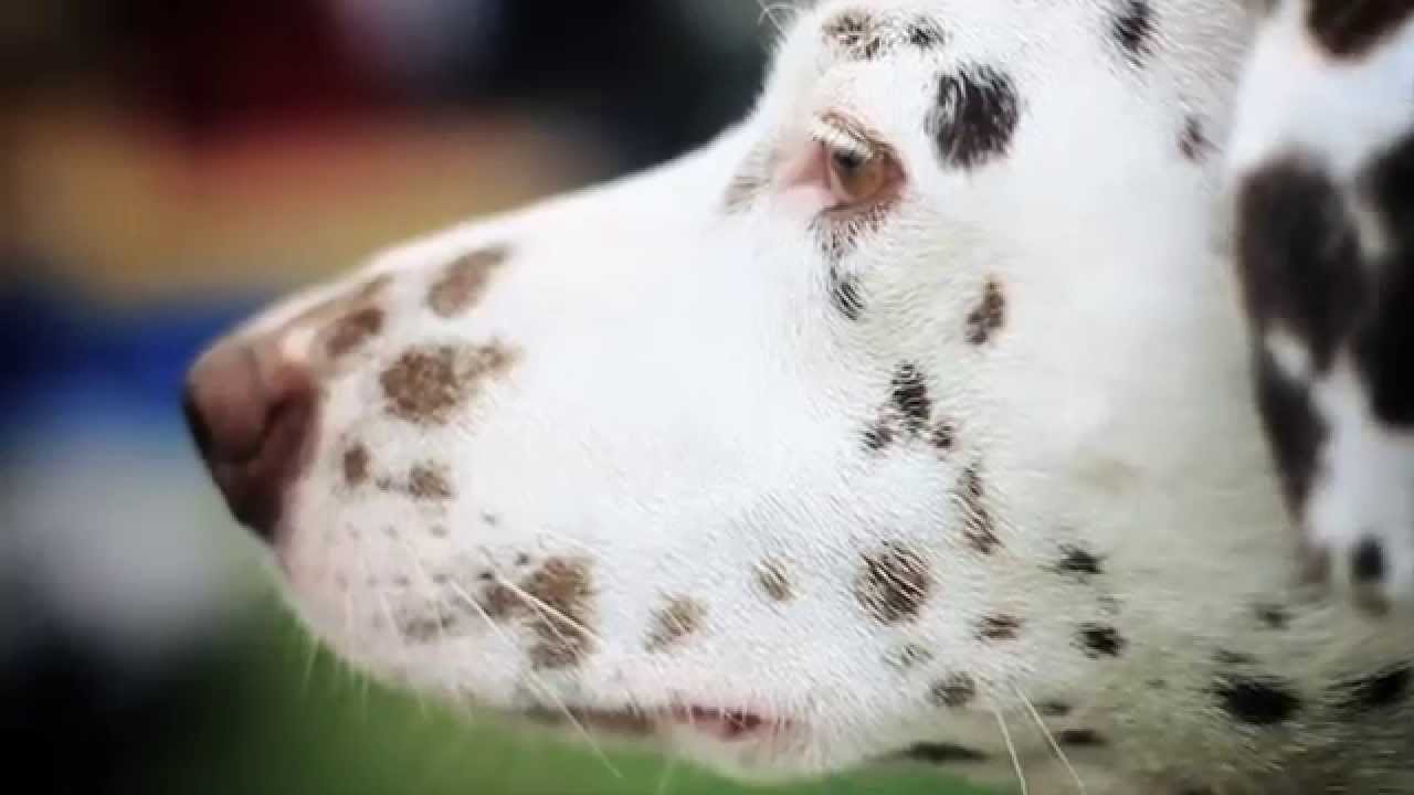 Grounds & Hounds: Meet Molly the Dalmatian