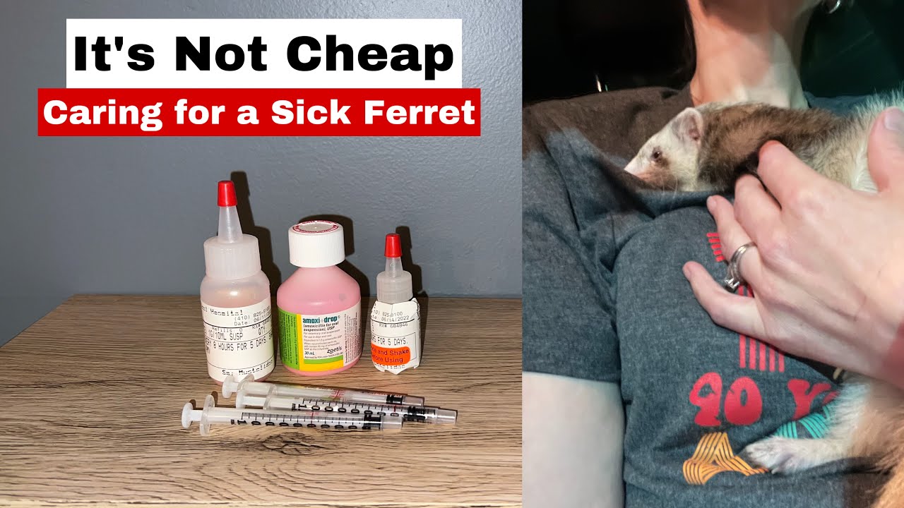 It’s Not Cheap: Caring for a sick ferret
