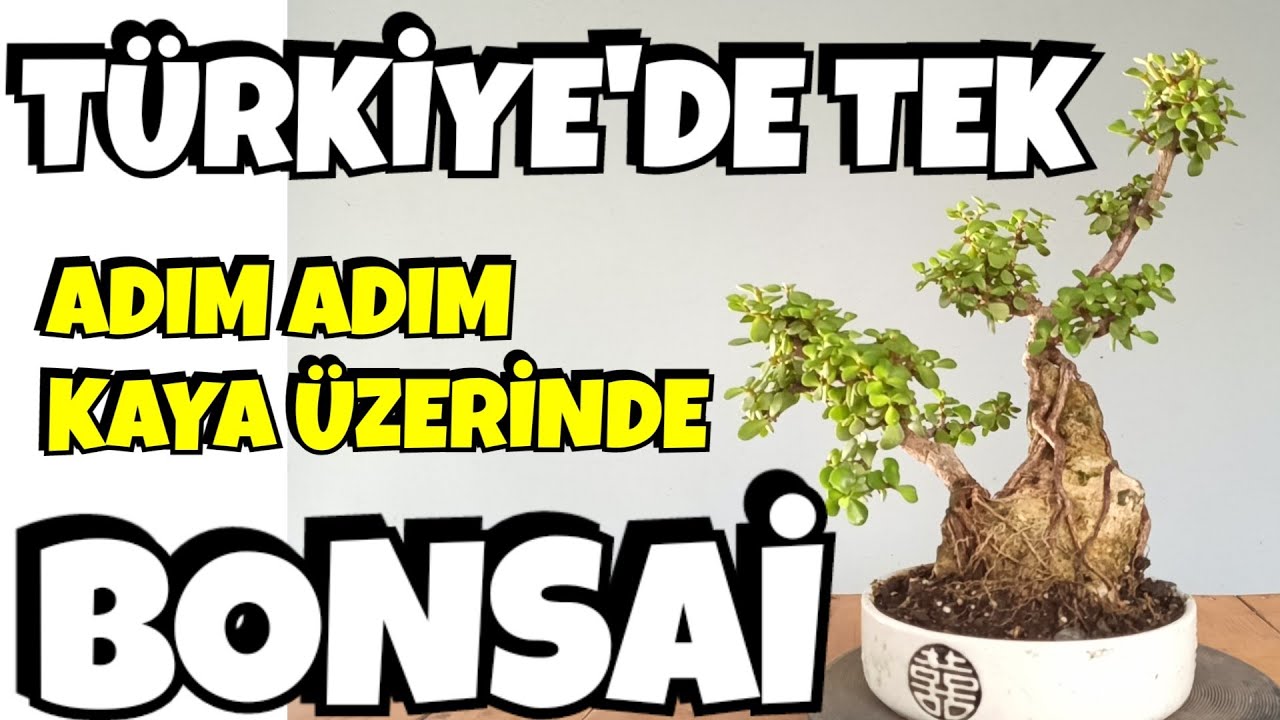 Süs Bitkilerinin En Süslüsü, Afra, Para Ağacı
