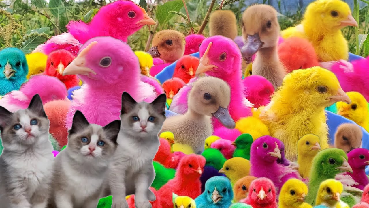 Menangkap Bebek Lucu,Ayam Rainbow Pelangi,Ayam Lucu Warna Warni,Kelinci,Ikan Hias,Sapi,Kucing Lucu