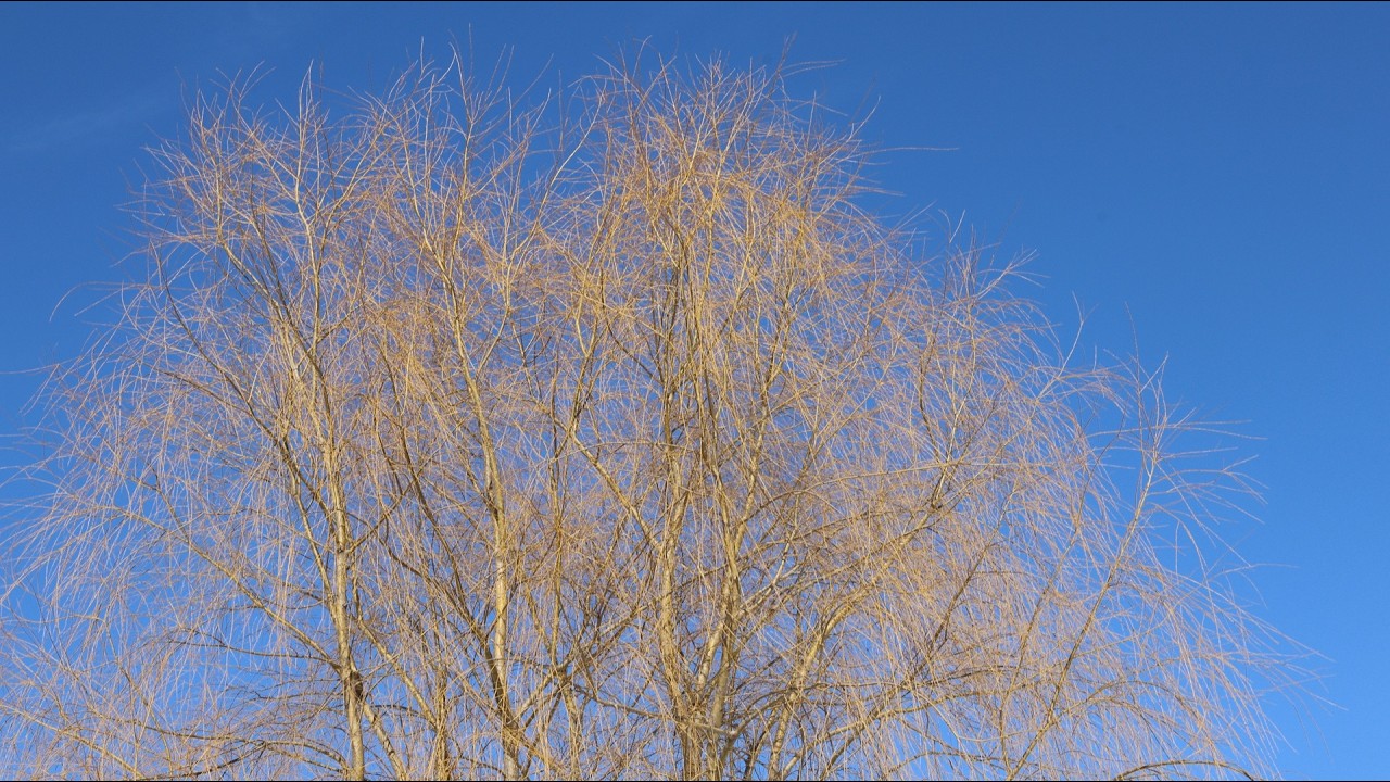 Verdi:Dite alla giovine(Say to thy daughter),Traviata(1927).Amelita Galli-Curci(sopr),De Luca(bar)