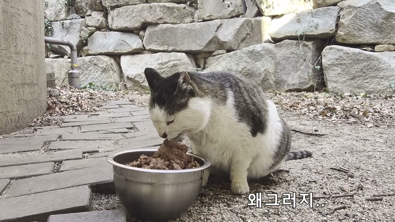 동네냥이들을 후원하는 밥자리