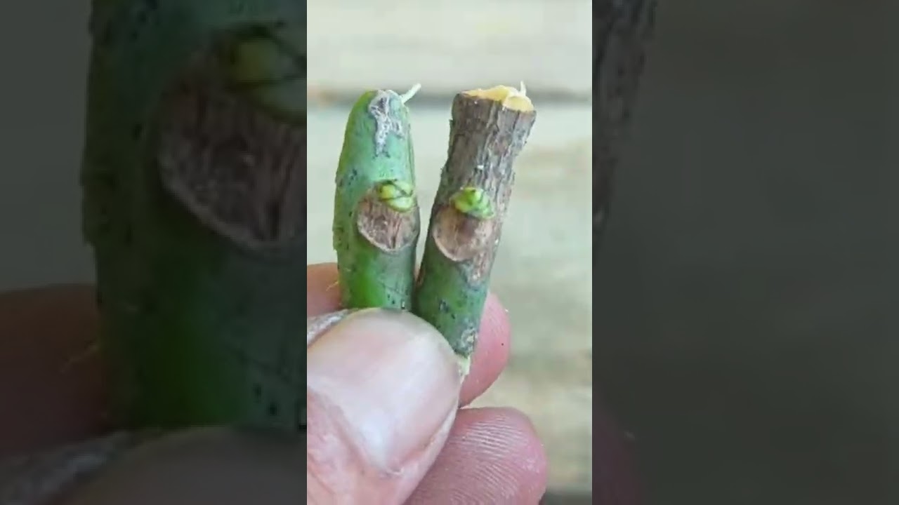 Cara lain tempel mata tunas pohon mangga | Grafting mango tree